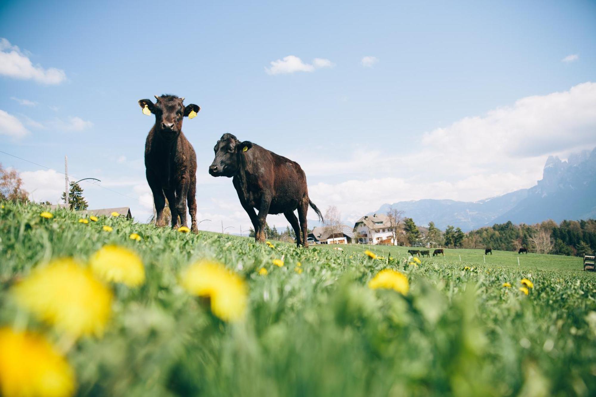 Alpin Farm Birke - Oberweidacherhof Коллальбо Экстерьер фото