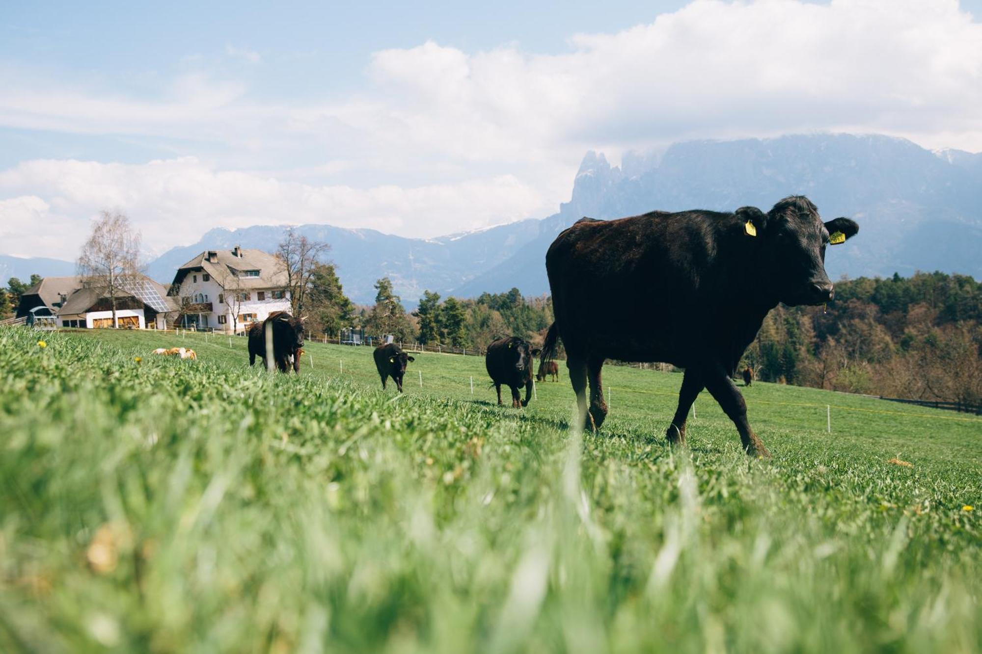 Alpin Farm Birke - Oberweidacherhof Коллальбо Экстерьер фото